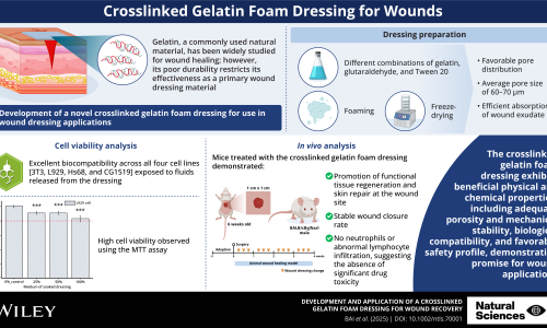 Novel Crosslinked Gelatin Foam for Improved Wound Healing(圖)